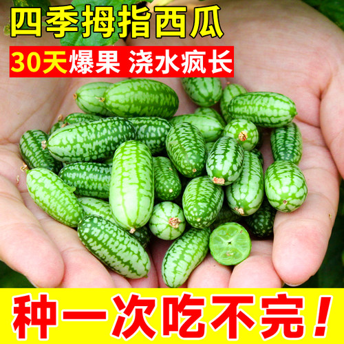 拇指西瓜种籽苗迷你小种子春季菜苗阳台盆栽水果四季蔬菜孑子秧苗 - 图0