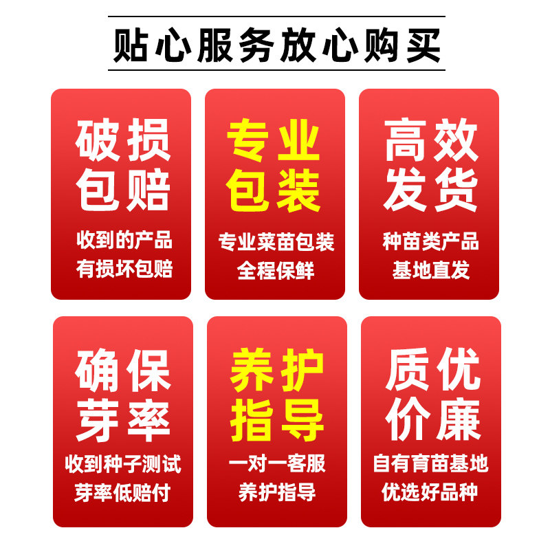 鸡毛菜种子四季菜籽种上海青菜小油菜小白菜种籽阳台盆栽蔬菜种子,淘宝优惠券,粉丝福利购,淘宝优惠卷