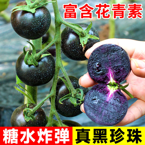 黑珍珠黑番茄种子苗西黑柿种籽孑盆栽四季小西红柿蔬菜圣女果秧苗 - 图0