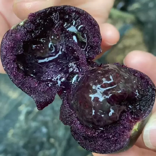 黑珍珠黑番茄种子苗西黑柿种籽孑盆栽四季小西红柿蔬菜圣女果秧苗 - 图2