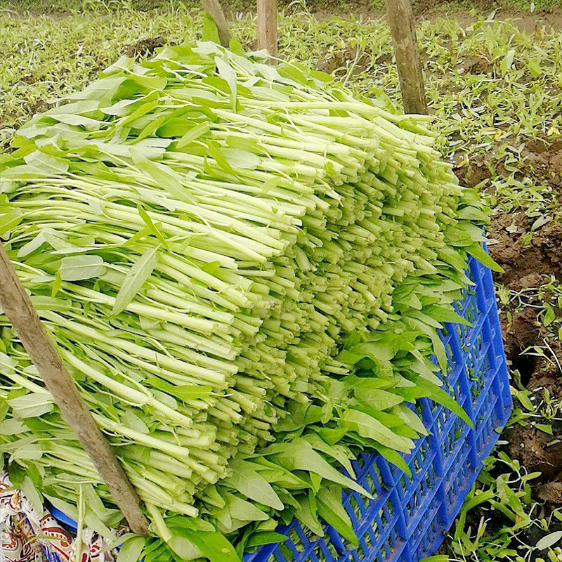 白梗空心菜种籽小柳叶种子通心菜籽白根白骨四季蔬菜子阳台盆栽孑-图1