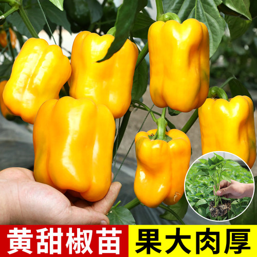 黄色甜椒种子苗方椒彩色灯笼椒辣椒籽种孑阳台四季盆栽蔬菜籽秧苗 - 图0
