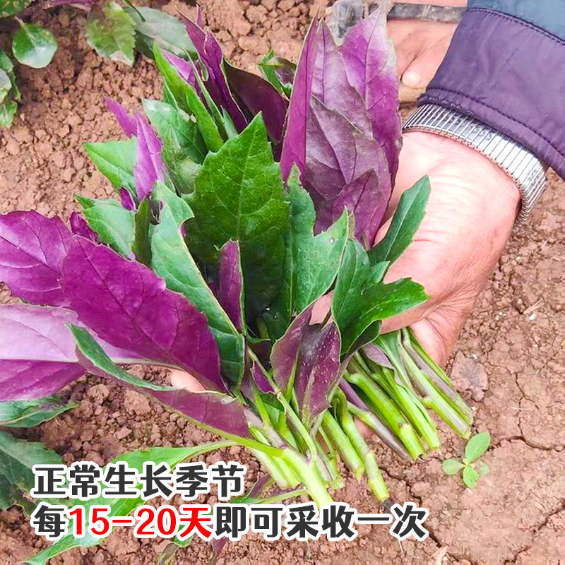 紫背天葵苗血皮菜观音菜苗四季盆栽蔬菜苗明月草金鸡毛草南方秧苗 - 图0