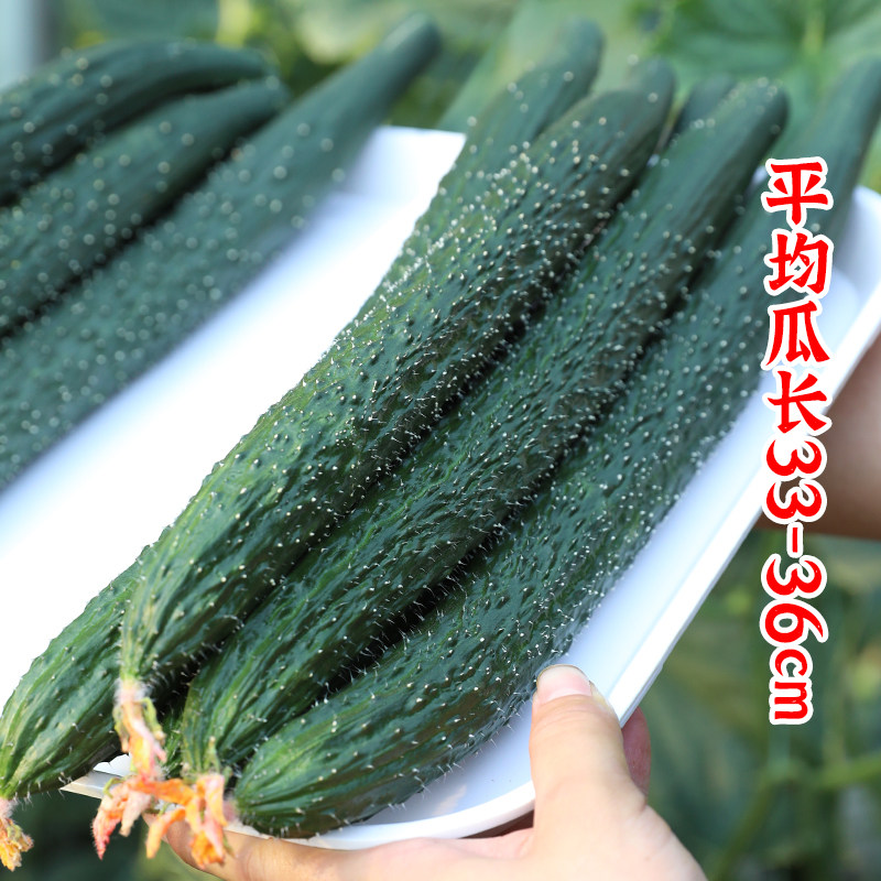 大黄瓜种子苗老品种早熟高产水果青瓜种籽孑大全四季蔬菜秧苗菜种,淘宝优惠券,粉丝福利购,淘宝优惠卷