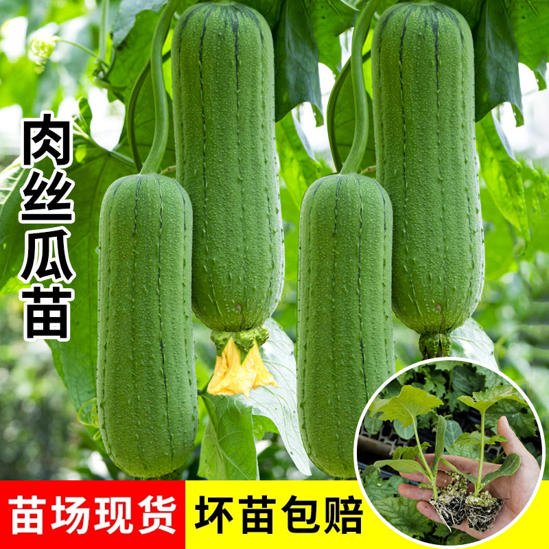 肉丝瓜种子种籽苗特大高产苹果丝瓜香丝瓜耐寒籽种四季蔬菜种子孑,淘宝优惠券,粉丝福利购,淘宝优惠卷