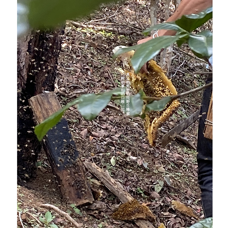 醉朗普洱茶掌柜的口粮山货 真正的野野的纯野生蜂蜜限量指定专拍 - 图2