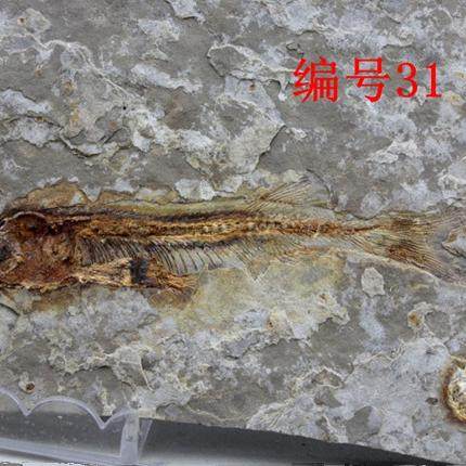 古生物狼鳍鱼化石对开朝阳化石博物馆科普标本三叶虫植物假一赔十,淘宝优惠券,粉丝福利购,淘宝优惠卷