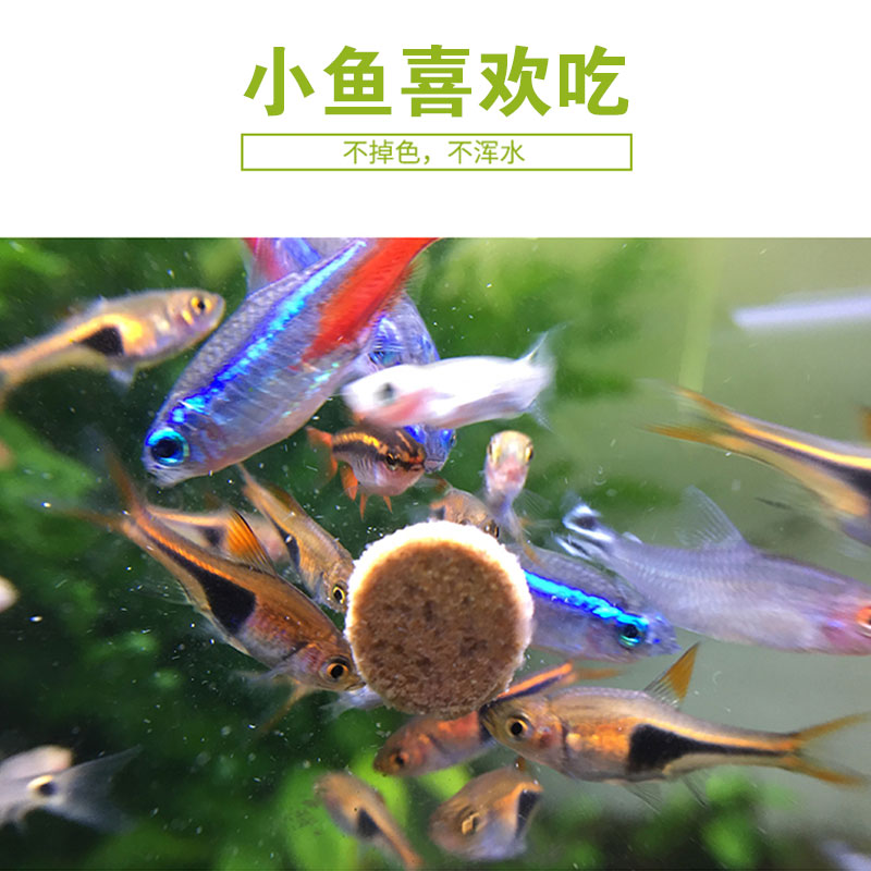 海豚贴片鱼食小型贴片粘贴鱼粮热带观赏孔雀鱼通用小鱼灯科鱼饲料-图2