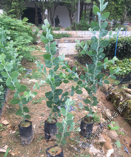 澳洲观叶品种银叶金合欢开花进口合欢树苗盆栽地栽阳台庭院植物 - 图2