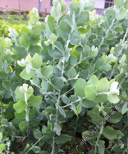 澳洲观叶品种银叶金合欢开花进口合欢树苗盆栽地栽阳台庭院植物 - 图0