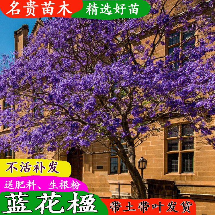 南美洲蓝花楹树苗观花植物庭院绿化公园小区行道蓝花楹盆栽地栽 - 图2