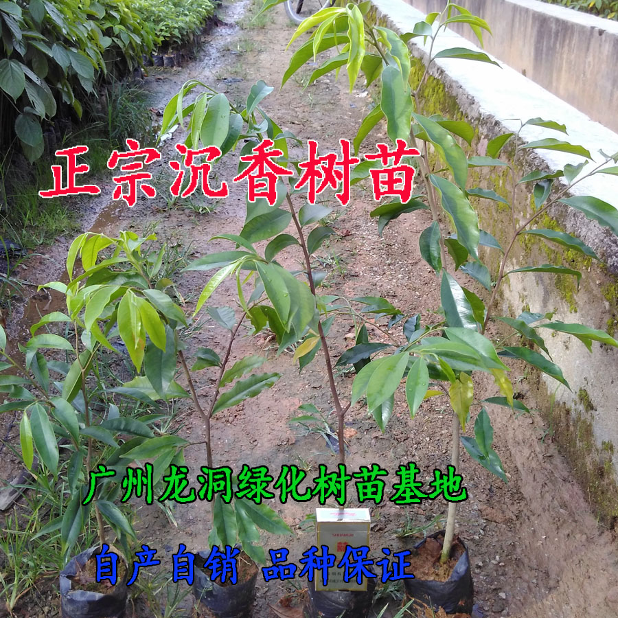 正宗沉香树苗奇楠沉香苗名贵树沉香苗珍贵药材海南沉香木苗-图0