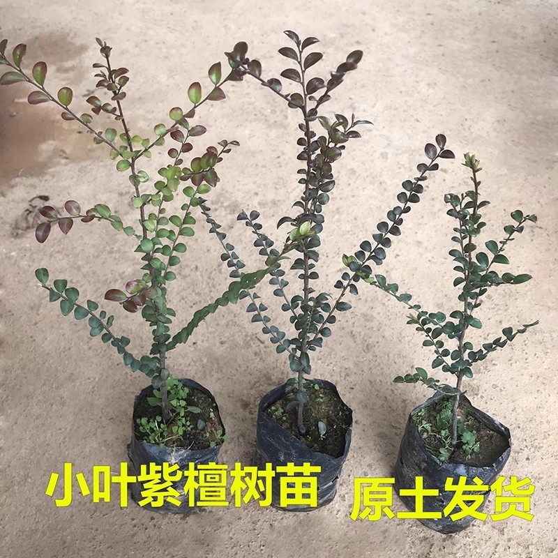 小叶紫檀树苗名贵苗木 正宗细叶紫檀树苗盆栽四季常青观赏植物 - 图1