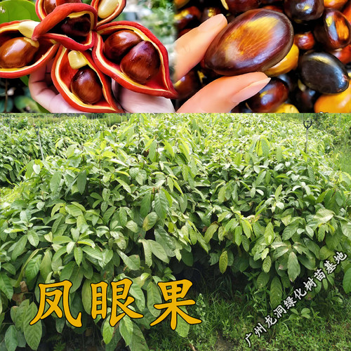 凤眼果树苗真苹婆九层皮树苗常绿庭院盆栽地栽南方北方行道树种植 - 图3