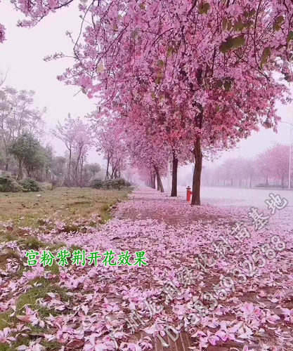 宫粉紫荆树苗花观叶观花植物紫荆树庭院道路盆栽地栽优良开花树种 - 图1