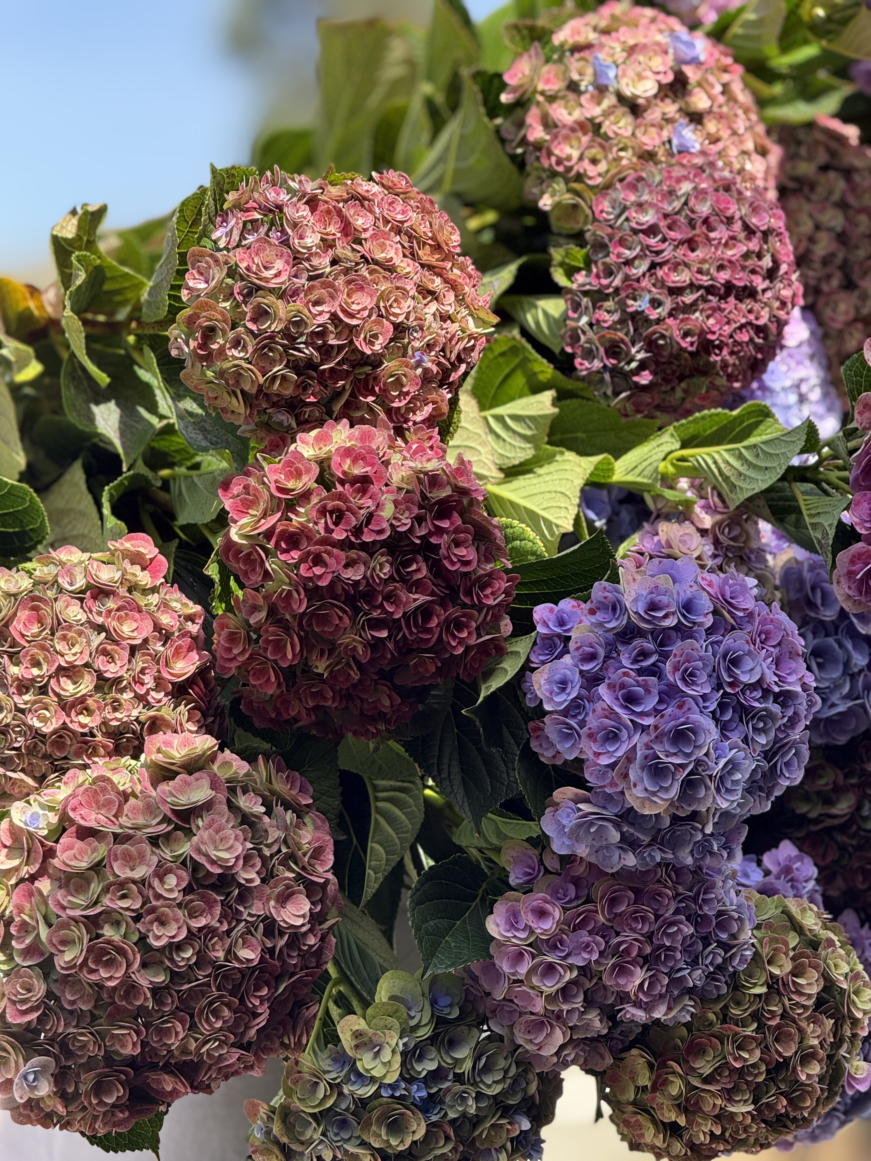 晚秋 重瓣绣球云南昆明基地直发,淘宝优惠券,粉丝福利购,淘宝优惠卷