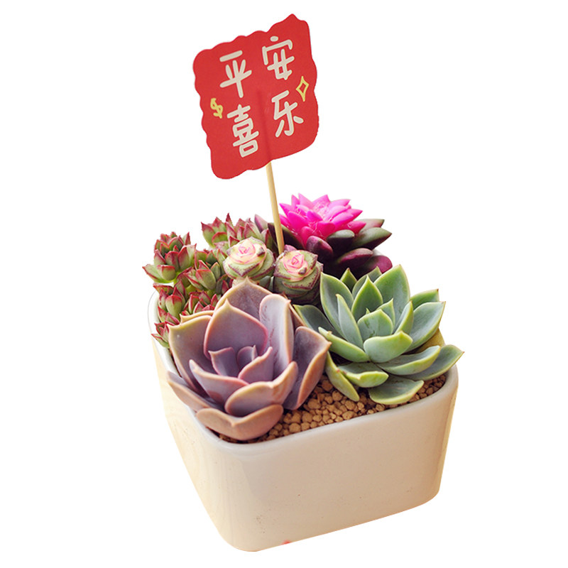 多肉小盆栽办公桌绿植肉肉植物带盆室内花卉盆栽好养教师节礼物,淘宝优惠券,粉丝福利购,淘宝优惠卷