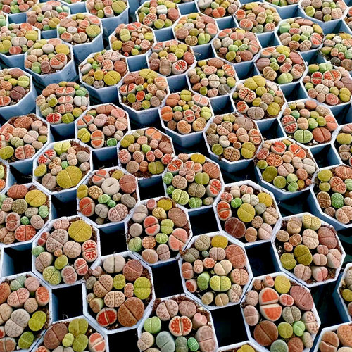 生石花多肉植物带盆带土石头花桌面盆栽屁股花栽好石生花组合套餐 - 图2