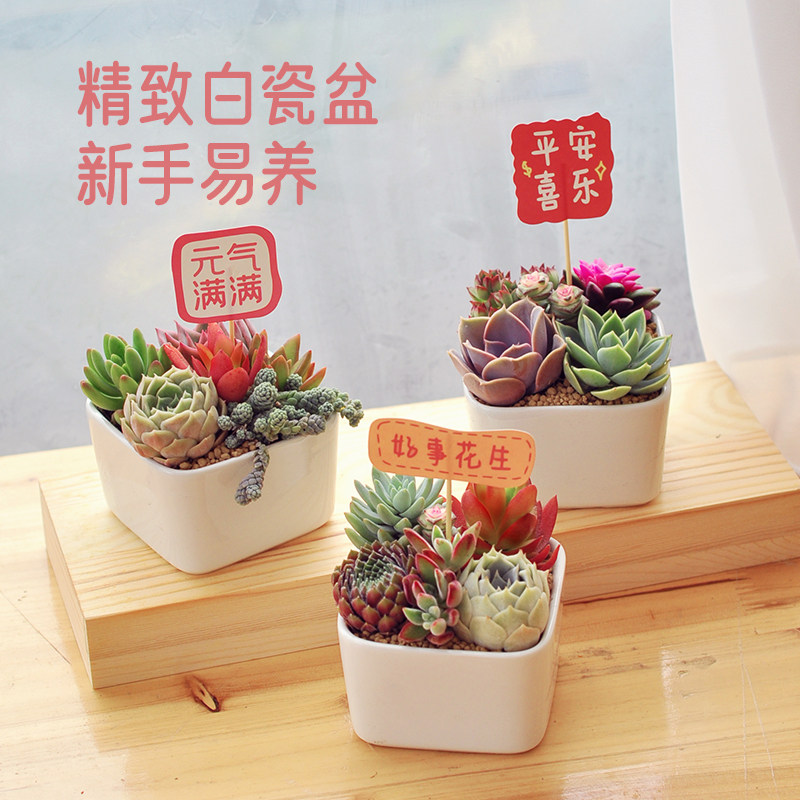 多肉小盆栽办公桌绿植肉肉植物带盆室内花卉盆栽好养教师节礼物,淘宝优惠券,粉丝福利购,淘宝优惠卷