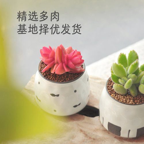 北欧风多肉小盆栽办公室绿植桌面盆栽好养阳台花卉女神节礼物包邮 - 图2