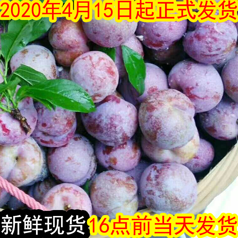 购乐食品信宜钱排红心三华李子当季新鲜孕妇水果早熟三月李酸甜脆整箱5斤2