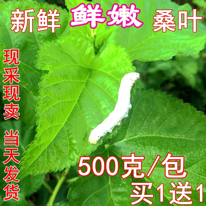 新鲜桑叶嫩现摘喂蚕送金丝蚕宝宝学生养蚕套装大叶桑树叶饲料蚕卵 - 图3