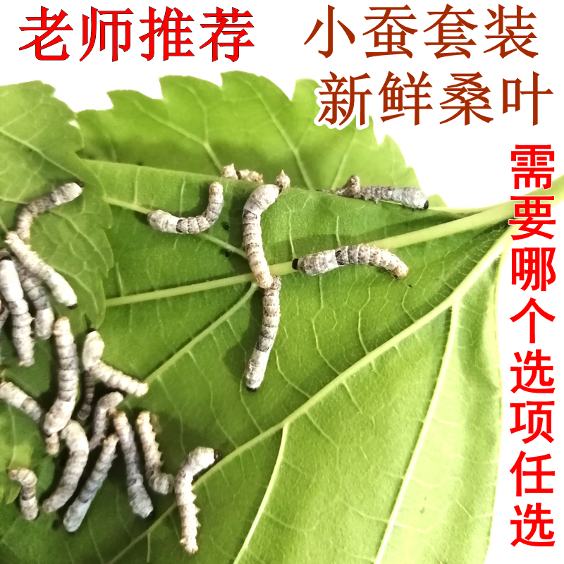 新鲜桑叶嫩现摘喂蚕送金丝蚕宝宝学生养蚕套装大叶桑树叶饲料蚕卵 - 图0