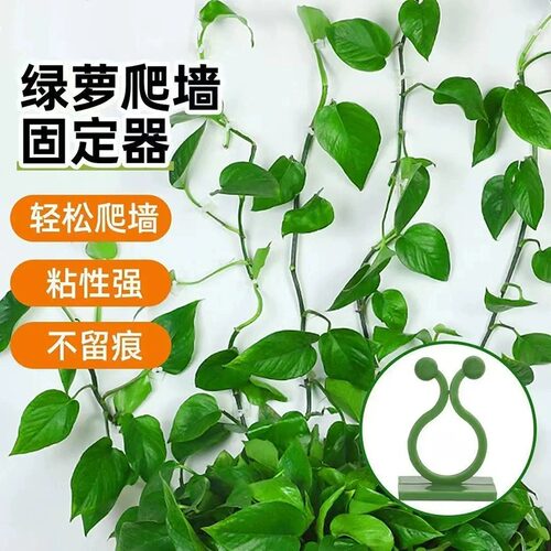 绿萝爬墙神器植物藤蔓固定器绿植攀爬夹子壁挂无痕挂钩爬藤杆墙面 - 图1
