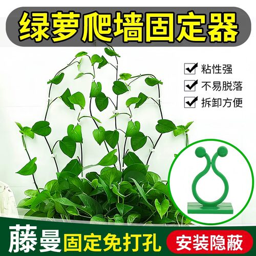 绿萝爬墙神器植物藤蔓固定器绿植攀爬夹子壁挂无痕挂钩爬藤杆墙面 - 图2