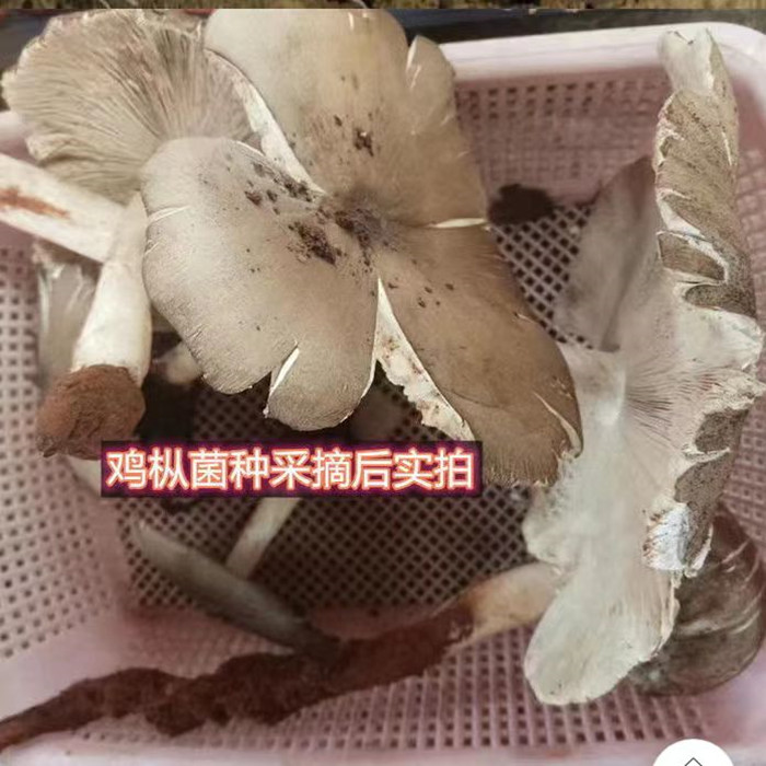 四川野生鸡枞菌500g开伞斗鸡菇 非牛肝菌松茸 顺丰空运包邮伞把菇 - 图1