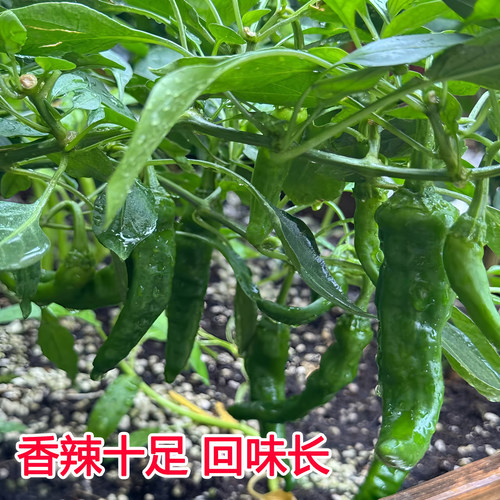 湖南正宗樟树港辣椒苗四季阳台盆栽庭院种植高产薄皮辣椒秧苗蔬菜 - 图3
