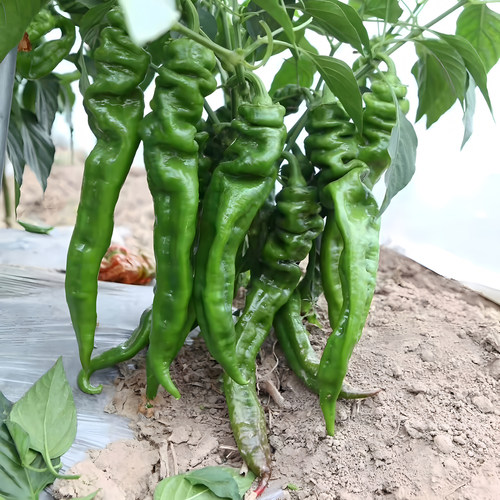 高产辣椒苗薄皮青椒苗螺丝椒朝天椒甜椒美人椒秧苗长线椒小米椒苗 - 图0