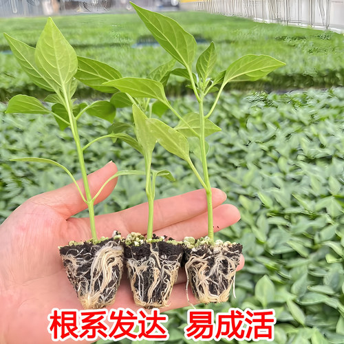 高产辣椒苗薄皮青椒苗螺丝椒朝天椒甜椒美人椒秧苗长线椒小米椒苗 - 图2