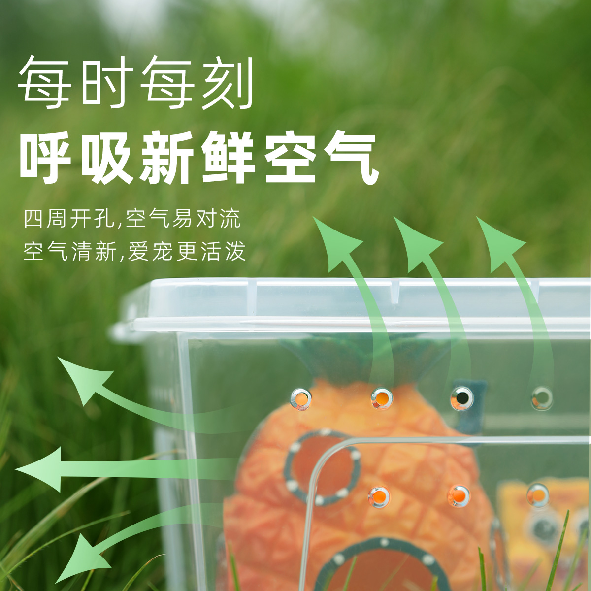 寄居蟹新手套餐饲养箱盒～饲养用品活体豆丁套装套盒宠物儿童礼物