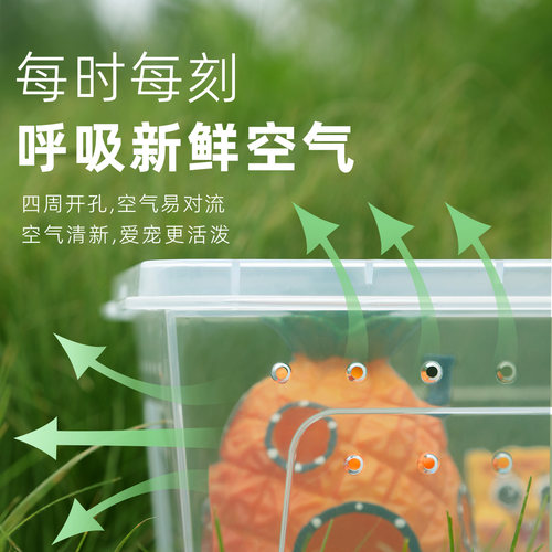 【寄居蟹饲养套餐套装】新手饲养 豆丁饲养盒 儿童礼物桌面宠物 - 图1