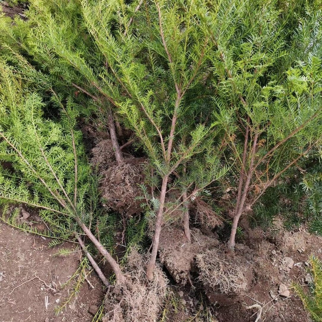 东北红豆杉苗耐寒保真黑龙江发货景观红豆杉盆栽-图1