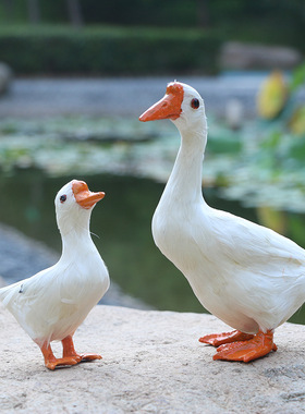 仿真家禽标本动物模型