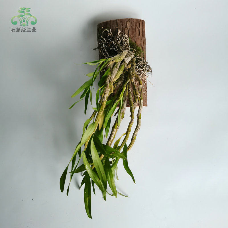 广西重唇石斛吊兰花卉带根金鱼眼庭院室内窗阳台喜阴耐旱带花苞芽,淘宝优惠券,粉丝福利购,淘宝优惠卷