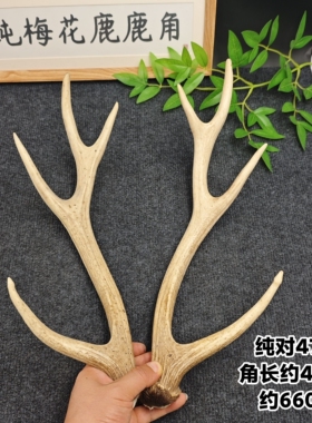 梅花鹿鹿角纯对鹿角龙舟角桌面摆件熬胶DIY抄网送礼实物一图一物