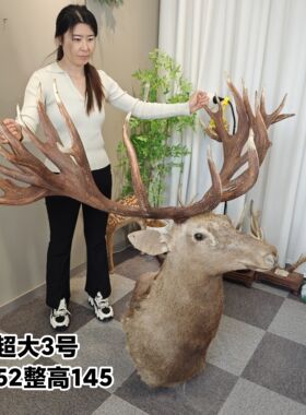 壁挂鹿头特大号长脖子多叉鹿角可拆卸客厅财鹿酒吧装饰复古家居