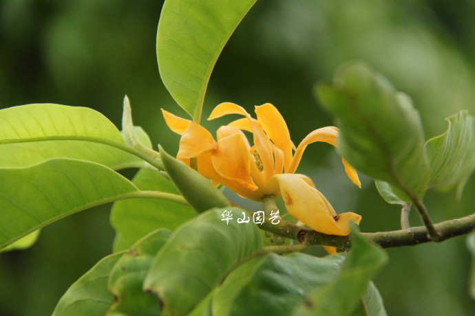 缅甸新品种-黄兰花 比白兰花更香浓  庭院盆栽 黄缅桂 开花植物 - 图2