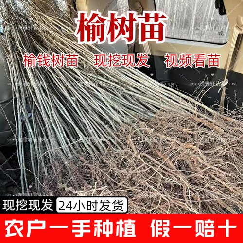 榆树树苗 榆树苗 榆钱树苗 家榆树 白榆树 大榆树苗 招财树苗 - 图0