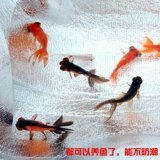 Ширина на открытом воздухе и толстая двойная алюминиевая мембрана дикая портативная влага -защитная подушка 200*150/200*200