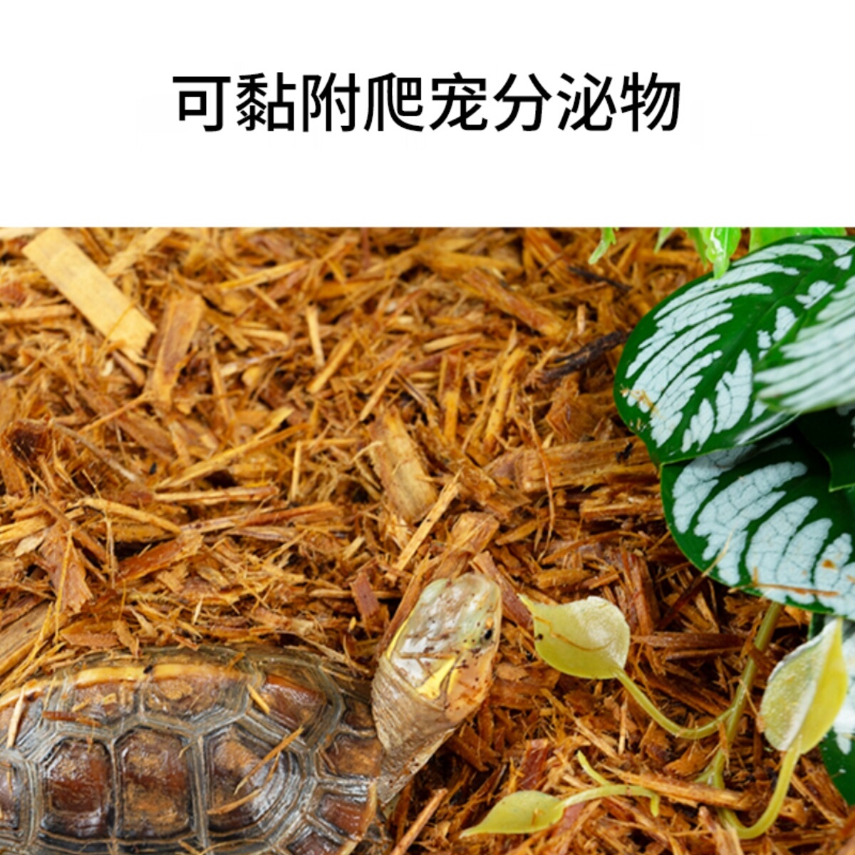 reptizoo爬宠森林地表树皮垫材陆龟蜥蜴守宫蛇爬虫造景除臭保湿-图1