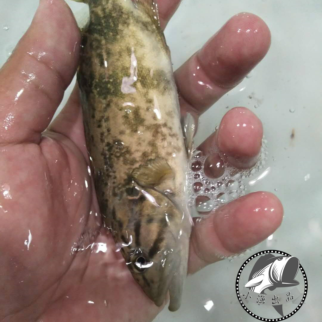 千岛湖野生活体斑鳜鱼桂鱼老虎鳜原生鱼斑鳜有机淡水熬花鱼桂鱼_虎窝淘