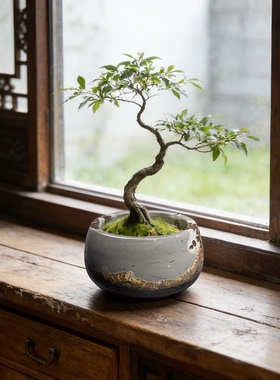 内有多款国画石小号不穿底花盆可打孔设计防漏水书房客厅装饰盆栽