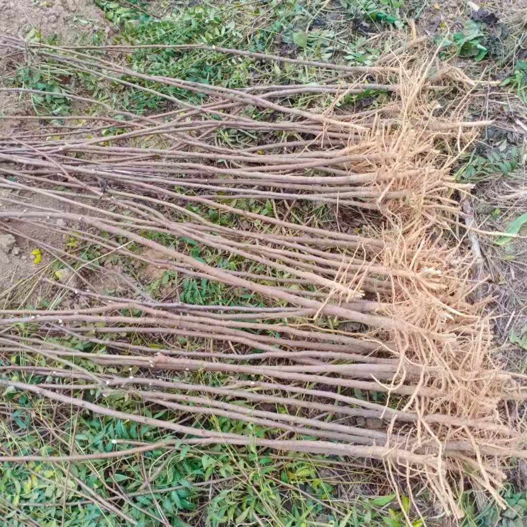 文冠花树苗浓香型盆栽室内外阳台庭院观赏花卉绿植好养多年生植物 - 图2