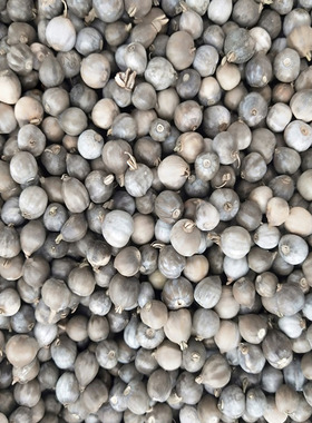 草珠子种子草菩提手串料通货论斤穿手串门帘diy散珠草珠种植