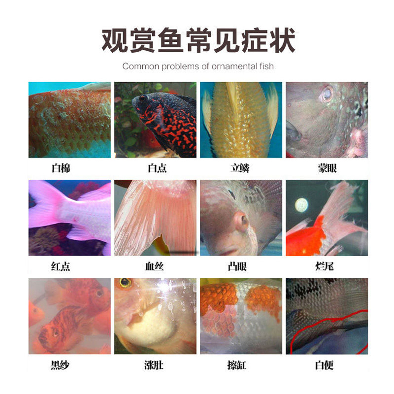 鱼药烂身烂尾炸鳞锦鲤金鱼斗鱼肠炎内寄炸鳞腹水内寄充血烂鳍 - 图2