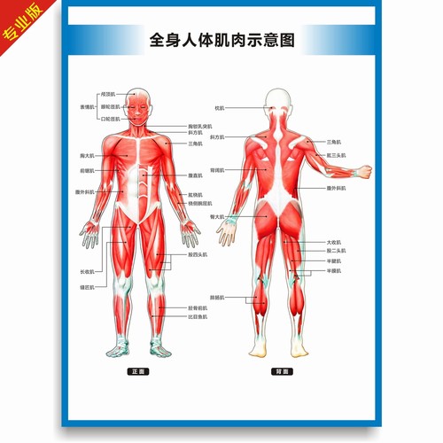 全身人体肌肉图解剖图结构图人体运动系统图高清医学健身教学挂图 - 图1